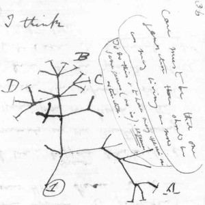 Darwin draws evolution