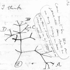 Darwin draws evolution