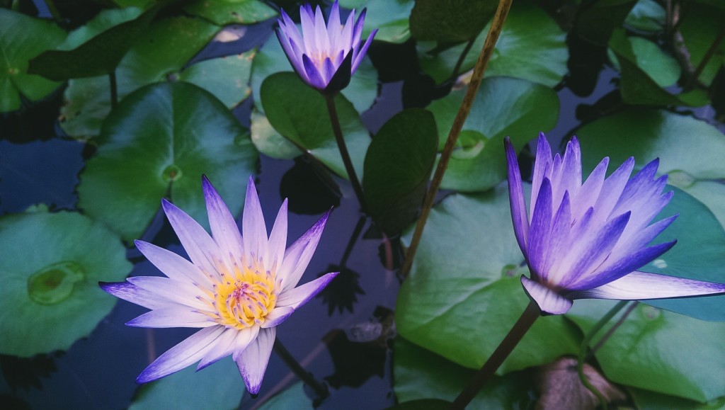 Water Lilies